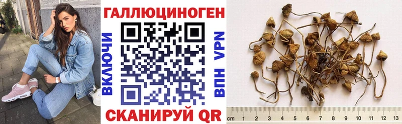 Галлюциногенные грибы Psilocybine cubensis  Верея 